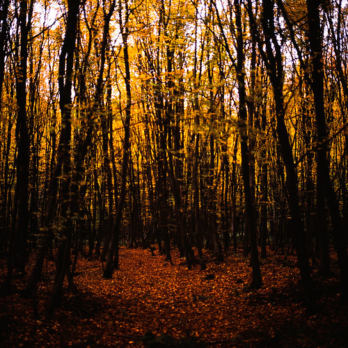 wood autumn dark gloomy herbst wald dunkel fairytales märchen gruselig