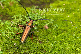 Longhorn Beetle (Xystrocera festiva) - DSC_8263