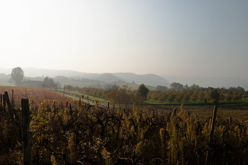 autumn italy fall landscape hills piemonte vineyards piedmont langhe