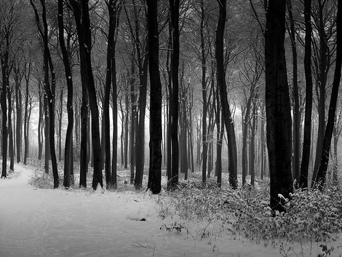 schnee mist snow cold fog forest nebel kalt dortmund x10 rainer❏ unserwald