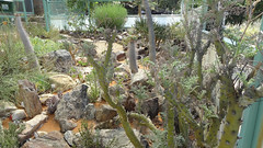 Unique Plants, National Botanic Garden, Windhoek, Namibia