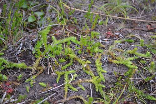 plant bogclubmoss lycopodiaceae strandlummer rödlistad