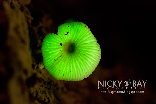 Bioluminescent Fungi (Mycena illuminans?) - DSC_5393