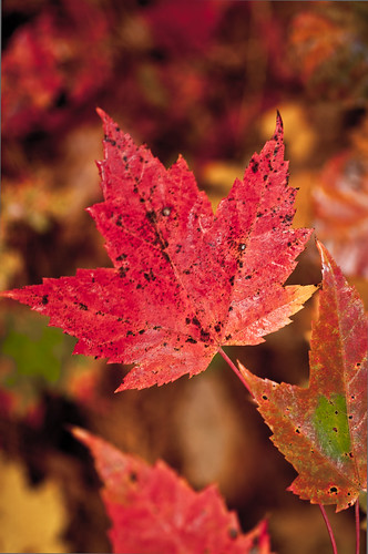 autumn ontario canada fall nikon fallcolors mapleleaves tamron90mm nikond90