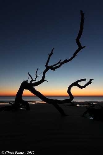 beach silhouette sunrise georgia driftwood jekyllisland