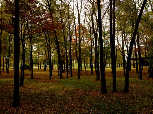 park fall leaves walking killen