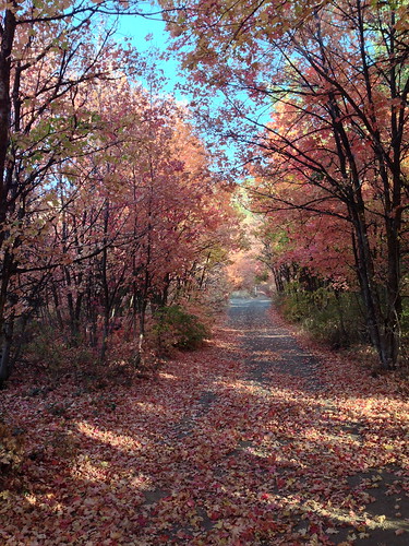 autumn fall colors leaves utah bluesky jordan trail dirtroad hipwell iphone5 jhphotography jordanhipwell jordanhipwellphotography