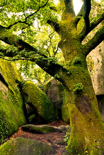 wood france tree forest river frankreich rocks bretagne breizh explore granite britanny arbre finistere huelgoat explored pentaxk10d finistére karstenhansen pentaxart karhan