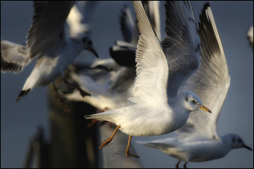 sunset lake birds geneva gulls takeoff