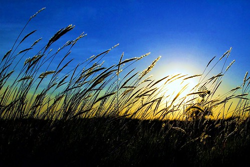 sunset painterly windmill grass texas tallgrass billkessler billkeslerphotography billkesler billkesslerphotography