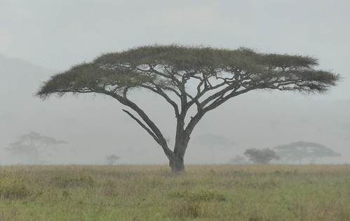 africa travel rain landscape tanzania safari serengeti acacia