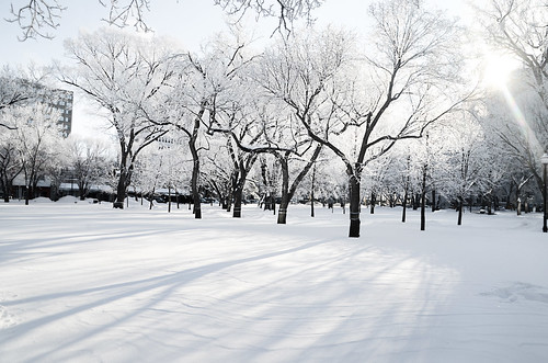 winter snow canada tree frozen victoriapark frost regina saskatchewan hoar