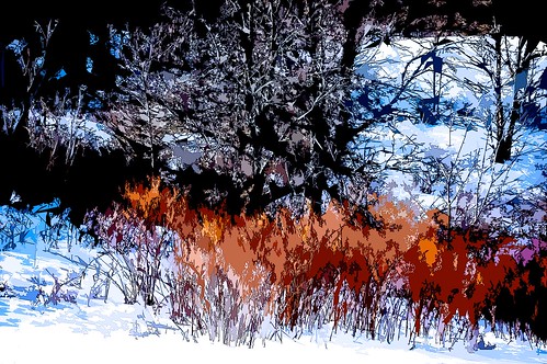 trees winter snow color nature landscape hillside elkcreek edbrodzinsky