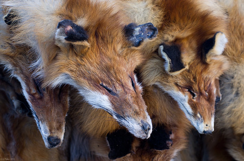 red fur skins pentax sweden fox k5 pelts örebro wintermarket smcpentaxfa50mmf14 sweron hindersmässan 201301230037