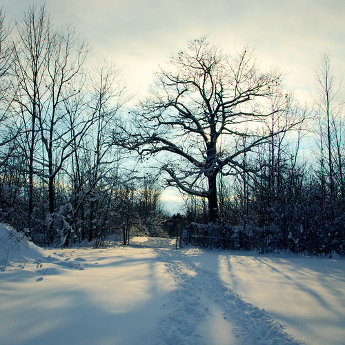 winter snow ontario canada cold tree square shadows snowy freezing backlit wintertime midland wyemarsh