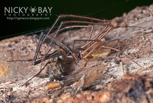 Big-Bellied Tylorida Spiders (Tylorida ventralis) - DSC_3787