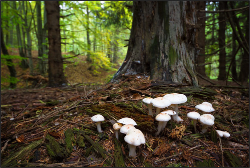 autumn fall closeup forest season mushrooms natura fungi fungus funghi autunno bosco valsesia sottobosco funghimushroomsbalangerabosco