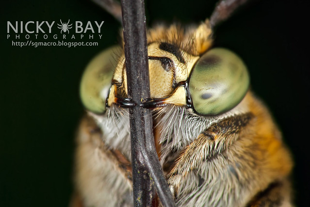 Sweat Bee (Amegilla sp.?) - DSC_0912