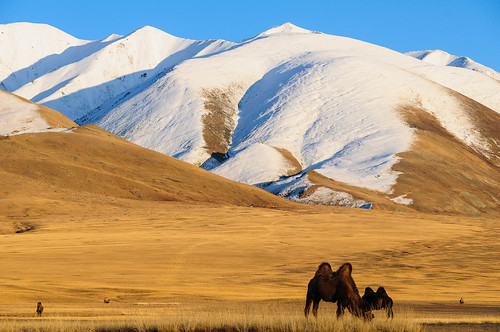 animals mongolia camel olgii naturelandscape bayanolgii