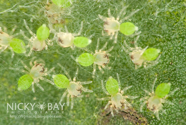 Wide-Jawed Viciria spiderlings (Viciria praemandibularis) - DSC_8538