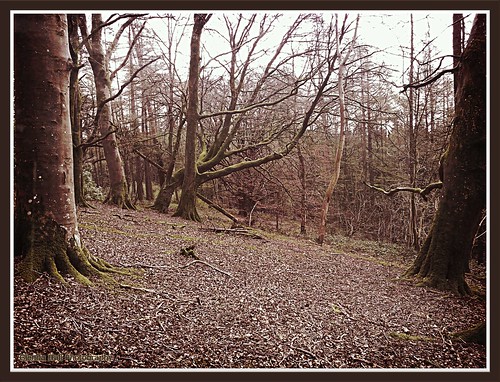 cameraphone park trees ireland nature leaves forest walking march spring sticks seasons hiking branches samsung galaxy forestfloor 2012 ulster thewoods tyrone castlecaulfield countytyrone parkanaur samsunggalaxy galaxys2 glendahall parkanaurforestpark glendahallphotography