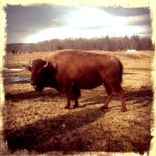 bison in hadley