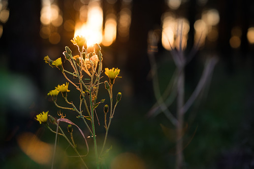 forest bokeh plants yellow spider sunset