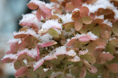 snow on hydrangea flowers 037