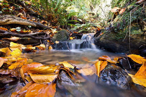 autumn water leaves forest sussex golden waterfall woods stream flowing hastings