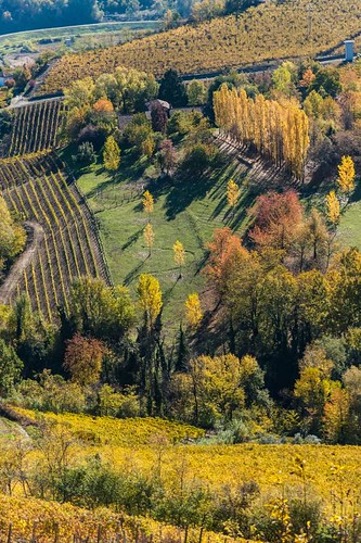 autumn italy automne vineyard italia piemonte vignoble piedmont vigne italie langhe canelli piémont calosso torredeicontini