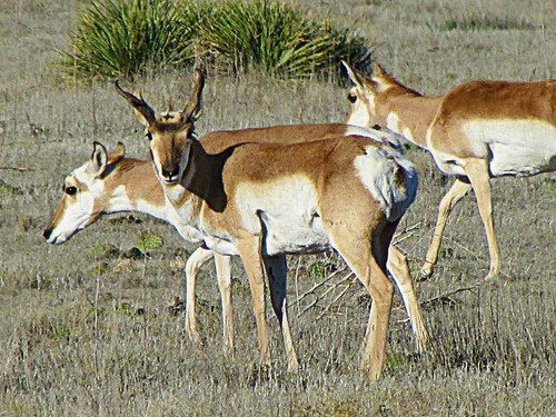 rural wildlife antelope kansas highplains pronghornantelope sharonsprings
