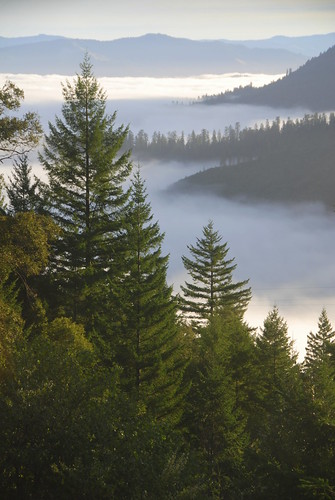california county ca trees usa nature vertical fog america forest sunrise landscape humboldt king north redwoods range