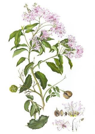 Moira Russell Calodendrum capense (Cape Chestnut)