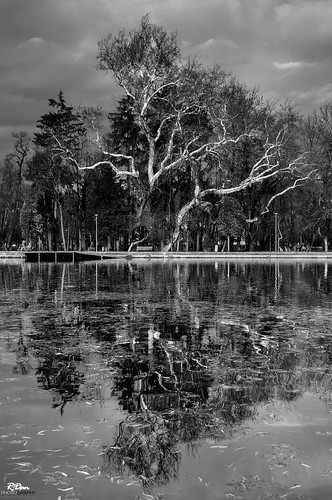 park lake tree landscape blackwhite nikond901685 outstandingromanianphotographers
