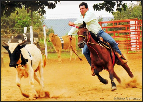horses horse animal working competition cavalos animais cavalo rodeio penning competição novilho bezzerro