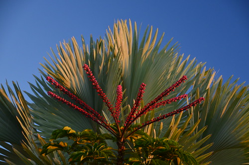 plant hawaii puna hawaiʻi kalanihonua