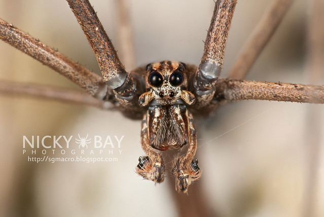 Net-Casting Spider (Deinopidae) - DSC_6209
