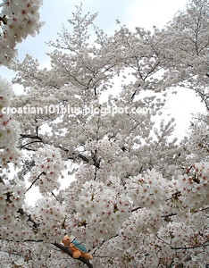 桜の木の上でお花見