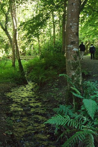 park ri ireland forest stream path cavan dun kingscourt