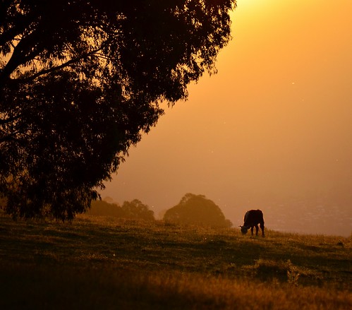 light sunset sun silhouette rural cow nikon cattle farm australia victoria vic grazing mtbeauty mountaincreek lateafternoonlight tawonga northeastvictoria kiewavalley mountbeauty d5100 nikond5100 phunnyfotos