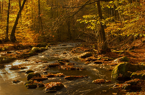 trees water leaves creek forest river skåne moss woods rocks stream sweden stones mygearandme