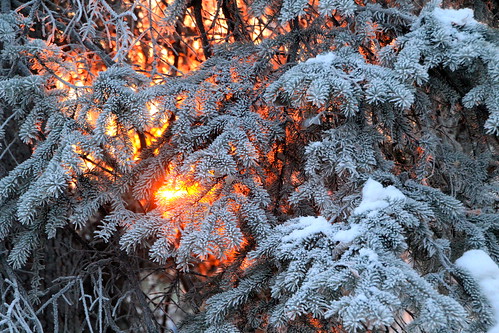 winter sunset sun tree alaska glow branches frosty boughs spruce northpole 40f