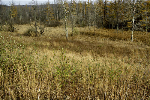 field raw michigan meadow grasses bellevue audubon battlecreek bakersanctuary joeldinda 1v1