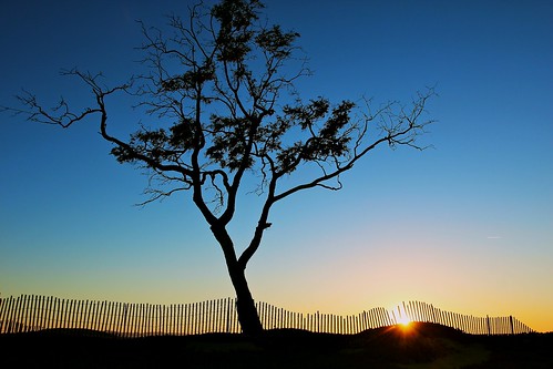 ca sunset sky sun tree beach santabarbara state dunes carpinteria karolfranks ©2014 karolfranksgmailcom