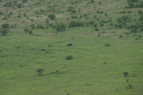 holiday southafrica rhino rhinoceros blackrhino krugernationalpark kruger blackrhinoceros dicerosbicornis justcats nkumbelookout satararestcamp browserhinoceros