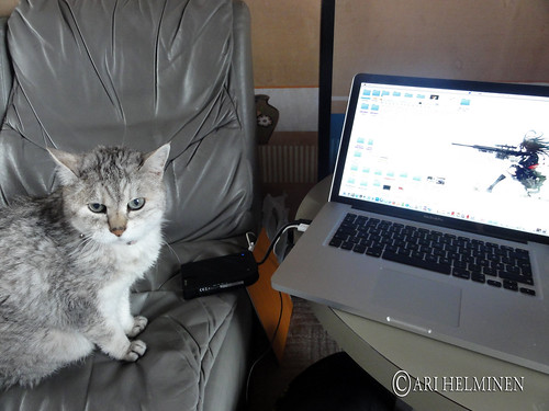 Cat with a macbook pro