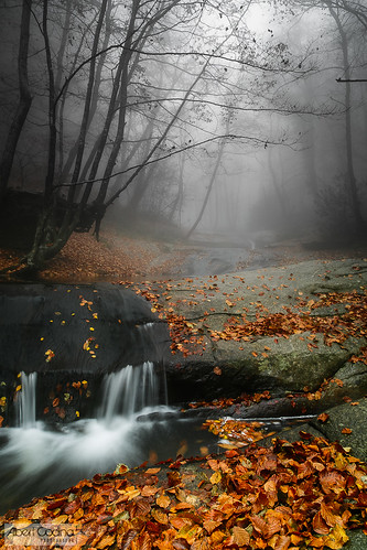 autumn españa fall water leaves fog zeiss forest landscape catalunya cataluña muntanya ze 2012 tardor montseny carlzeiss boira guilleries distagont2821 fogarsdemontclús canoneos5dmarkiii carlzeissdistagonze21mmf28