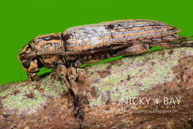 Longhorn Beetle (Cerambycidae) - DSC_4681