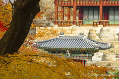 Còn chút thu cuối mùa - Hậu Viên, Changdeokgung 2012