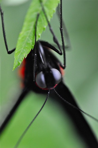 macro art nature cameronhighlands pahang westmalaysia buteerfly